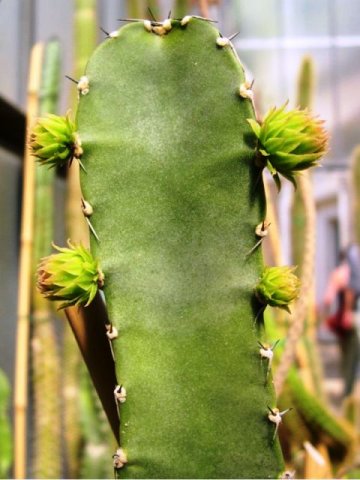 Pachycereus_gaumeri_1